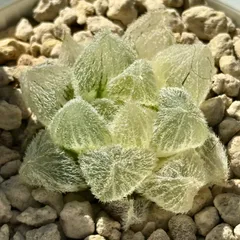 2025年最新】モンロー錦の人気アイテム - メルカリ