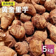 【鳥取県産】黄金里芋 女早生芋 宅急便 5kg さといも サトイモ 山芋