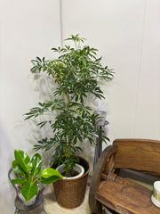 シェフレラ　10号 　丈夫　育てやすい　観葉植物　インテリア　グリーン　大鉢