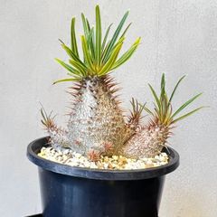 特大】キフォステンマ モンタグナッキー 現地球 - メルカリ