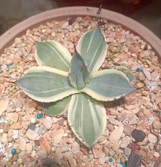 【専用】珍奇植物 ユーフォルビア ギラウミニアナ 現地球 発根済み 2本セットユーフォルビア ギラウミニアナ 珍奇植物 発根済み