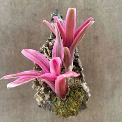 ネオレゲリア　ハイブリッド　コルク付　❹　　交配種 交配 Neoregelia hybrid 交配種 交配 現品 観葉植物 観葉 植物 珍奇植物 珍奇 珍しい レア 希少 タンクブロメリア ブロメリア アナナス ハンギング 吊るす  インテリア おしゃれ