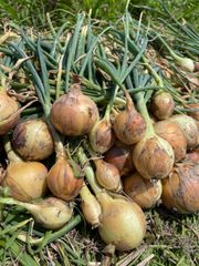 ⭐︎販売再開⭐︎2024年淡路島産　自然栽培の玉ねぎ1.5Kg(無農薬無肥料)