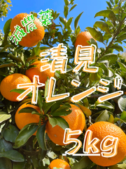 減農薬 清見オレンジ 5kg 和歌山 有田 みかん 家庭用 甘い 美味しい 清見