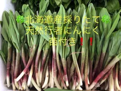 行者にんにく❗️全国冷蔵発送❣️山菜❗️アイヌネギ ❗️キトビロ❗️天然物❗️クール便発送❗️❗️