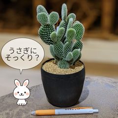 【サマーセール】バニーカクタス うさぎ ウチワサボテン 観葉植物  NO.119