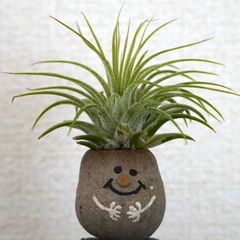 ❤️メルカリ便配送❤️フペルジア　スクアローサ　ニューギニア産　フレグマリウルス プチ訳あり・1日10時～メルトクセール・現品・匿名宅急便】レア 希少