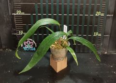 アンスリウム ペンデンス  Anthurium type pendens JA
