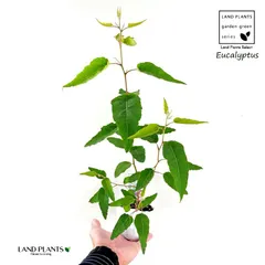 レモンユーカリ（ユーカリ） 1鉢 ３号 ポット苗 1鉢 Eucalyptus