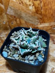 包心龍　子株6個付き親株　台湾lizeからの直輸入株　アガベ　チタノタ　オテロイ アガベ チタノタ 包心龍 子株 | gsm1111