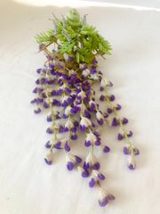 桜 藤の花 特集