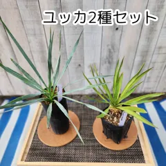 2025年最新】ユッカ グロリオサの人気アイテム - メルカリ