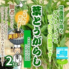 【クール便】葉とうがらし(葉唐辛子）　☆実つきです！　栽培期間中農薬不使用・化学肥料不使用　埼玉県産　約２ｋｇ