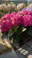 咲村宇音 ポット発送メルカリ は便❤️セール❤️969⭐️希少⭐️【フサフサ蜃気楼 咲村宇音 様専用ポット発送メルカリ は便❤️セール❤️969