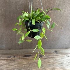 ホヤ メモリア ③ Hoya memoria サクララン 桜蘭 観葉植物 観葉 植物 珍奇植物 珍奇 珍しい レア 希少 つる性植物 つる性 ハンギング 吊るす 吊り下げ インテリア プレゼント おしゃれ かわいい 花 おうち時間 グリーン