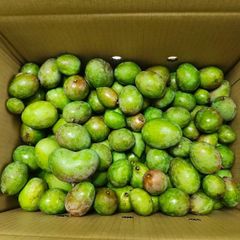 新鮮タヒチモンビン(1kg) ケドンドン タマゴノキ Cóc Tươi - メルカリ