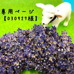 専用ページ【030927様】イングリッシュラベンダーポプリ20g +50g