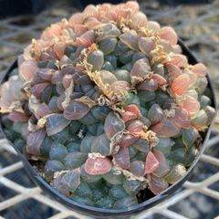 多肉植物　大和美尼　抜き苗　エケベリア 多肉植物 大和美尼 抜き苗 エケベリア