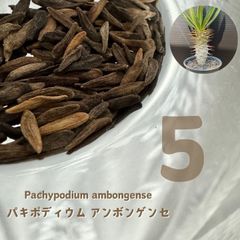 「種子50粒」パキポディウムアンボンゲン 2026種子 パキポディウム アンボンゲンセ 5粒 - メルカリ