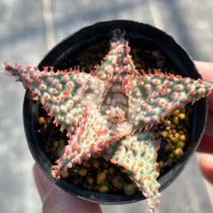 TCT ハイブリッドアロエ