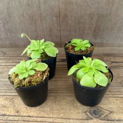 【サンプル】ムシトリスミレ セトス 2個セット Pinguicula sethos ピンギキュラ 虫取りスミレ モラネンシス エーレルサエ 交配種 交配 観葉植物 観葉 植物 珍奇植物 珍奇 珍しい レア 希少 食虫植物 食虫 インテリア プレゼント おしゃれ