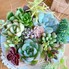 9 多肉植物寄せ植えセット詰め合わせ - メルカリ
