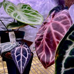 Anthuroom】Anthurium'Ace of Spades' (dark form) アンスリウム