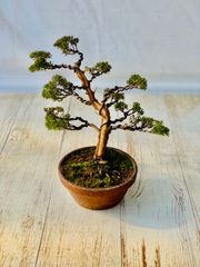 真柏　盆栽　しんぱく