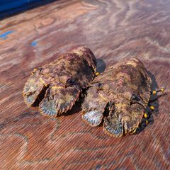 【活ゾウリエビ】 約750g 6匹 お刺身 ボイル フライ （訂正）
