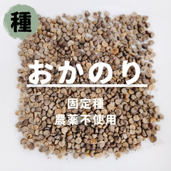 【種】おかのり　オカノリ　農薬不使用　70粒