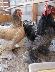 ブラマ 有精卵４個