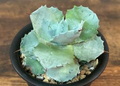 Agave isthmensis アガベ イシスメンシス 白銀兜蟹 美株！ 発根済み 送料込み