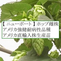 ホップ苗　ニューポート 雌株　アメリカ強健耐病品種 アメリカ直輸入株