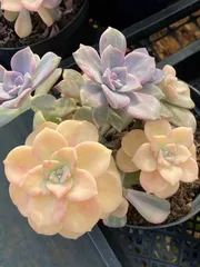 【15株の抜き苗セット】パープルディライト錦　多肉植物　佐川急便発送　エケベリア　韓国苗　QS1054