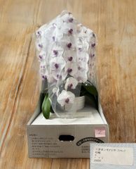 【訳ありB品】胡蝶蘭　＜赤目＞モナリザ・ファレノ　42輪　※定価25,000のサムネイル
