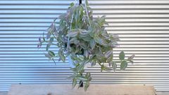 【観葉植物】トラディスカンティア　フルミネンシス　ラベンダー　トラカン　6号吊鉢