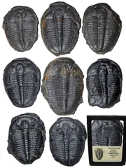 とても大変で難しいです化石標本 三葉虫 エルラシア 完全体 １５体