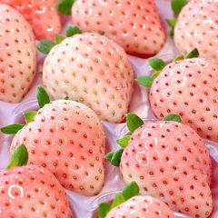 コットンベリー 約260g×2パック入り 奈良県産 贈答規格 産地箱入り コットンのような白色イチゴ。キャンディーのような香りとキッパリとした甘さが特徴のスペシャル白苺！ ホワイトベリー 白いちご シロイチゴ cotton berry