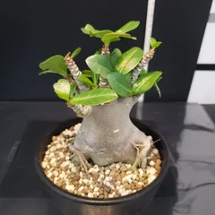 国産品 2025年最新】植物 アデニウムの人気アイテム メルカリ - サボテン