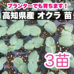 【4月12日頃〜順次発送】3本 オクラ 苗 野菜 即購入OK  vbg