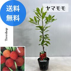 ヤマモモ 山桃 【送料無料】オス、メス不明 桃 モモ 接木苗 植木 苗 庭木 15ｃｍポット苗 高さ0.7ｍ 幅0.3ｍ 果樹 果樹苗 苗木