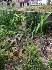 モモコ様専用ページ