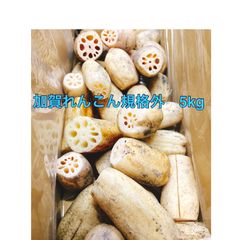 【れんこんの王様】加賀れんこん規格外　5kg