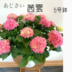 人気品種！　紫陽花　茜雲　島根県オリジナルアジサイ！　5号サイズ