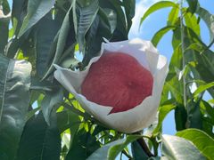 【ご予約専用商品】甘くて美味しい🍑桃🍑あかつき4kg😋発送予定7月8日頃～