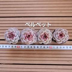 多肉植物YU - メルカリShops