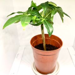 パキラ　実生