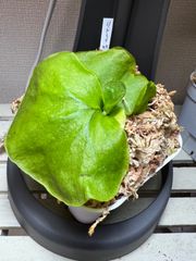 ビカクシダ　胞子培養苗　リドレイ細葉1苗！　コウモリラン①