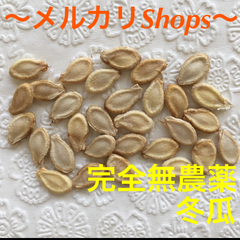 完全無農薬栽培 冬瓜 とうがんの種 野菜の種