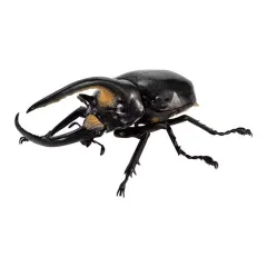 【中古】トレーディングフィギュア ネプチューンオオカブト(改) 「いきもの大図鑑 かぶとむし08」